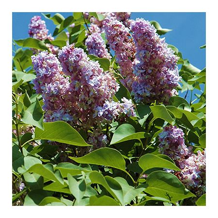 Syringa 'Michael Buchner' (3L pot)