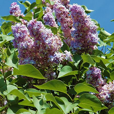 Syringa 'Michael Buchner' (3L pot)