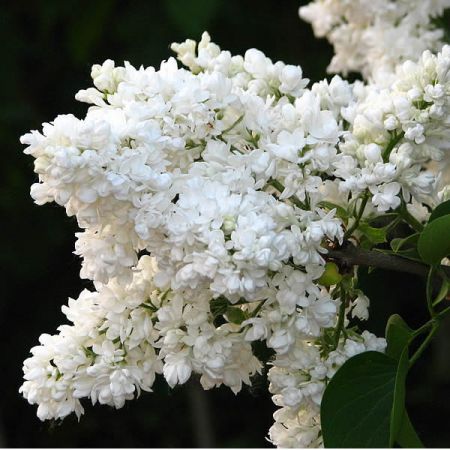 Syringa “Mme Lemoine” - Photo by Kor!An (Андрей Корзун) (CC BY-SA 3.0)