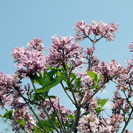 Syringa “Palibin” - Photo by David J. Stang (CC BY-SA 4.0)