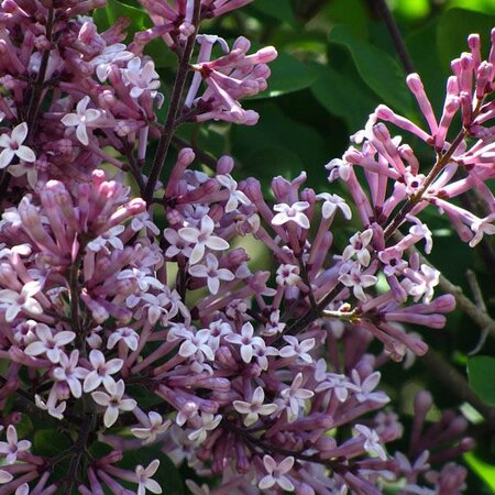 Syringa “Palibin” - Photo by Melikamp (CC BY-SA 3.0)