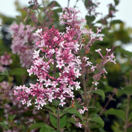 Syringa 'Tinkerbelle' - Image by JackieLou DL from Pixabay 