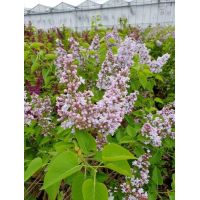 Syringa 'Michael Buchner' (5L pot) - image 2