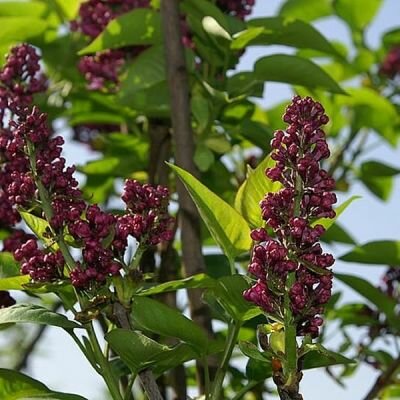 Syringa 'Charles Joly' - Photo by David J. Stang (CC BY-SA 4.0)
