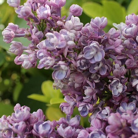 Syringa vulgaris 'Katharine Havemeyer' - Photo by PaleCloudedWhite (CC BY-SA 4.0)