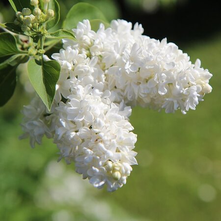 Syringa vulgaris 'Mme. Florence Stepmann' - Image by Etienne GONTIER from Pixabay 