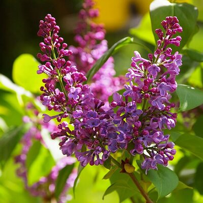 Syringa vulgaris 'Prince Wolkonsky' - Photo by Werner100359 (CC BY-SA 3.0)