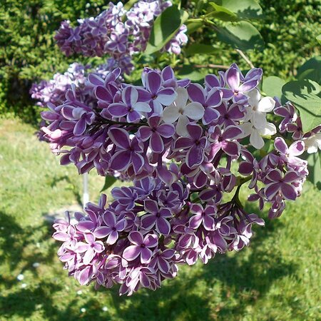 Syringa vulgaris 'Sensation' - Image by Salicyna (CC BY-SA 4.0)