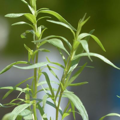 Tarragon French - Image by Hans Braxmeier from Pixabay 