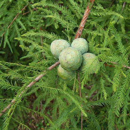 Taxodium distichum - Photo by Sciadopitys (CC BY-SA 2.0)