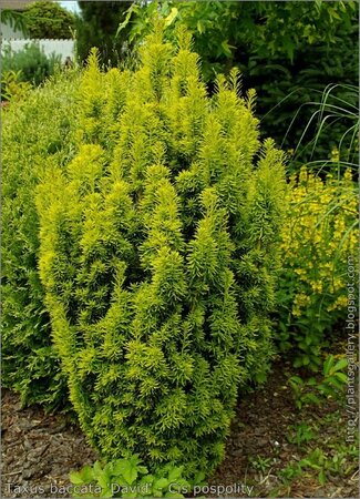 Taxus 'David' - Photo by Babij (CC BY-SA 2.0)