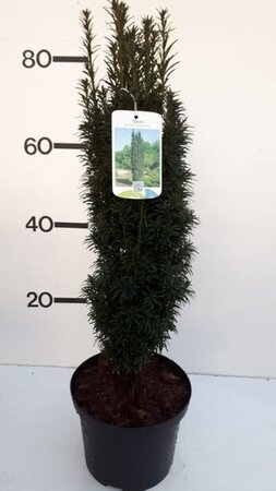 Taxus 'Fastigiata' - Image courtesy of Pannebakker