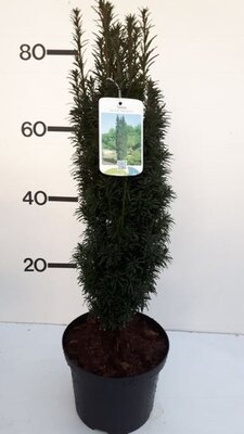Taxus baccata 'Fastigiata' (5L pot)