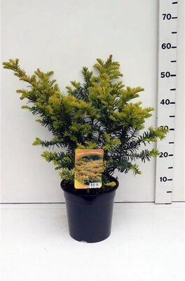 Taxus 'Summergold' - Image courtesy of Pannebakker