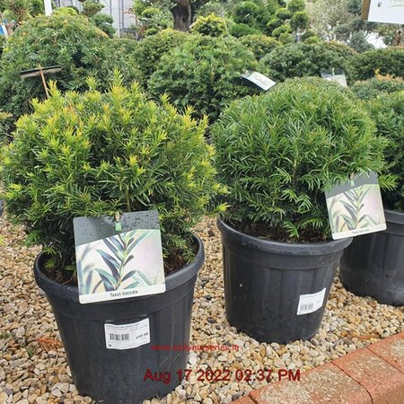 Taxus Baccata 30cm Ball - Image courtesy of Tully Nurseries