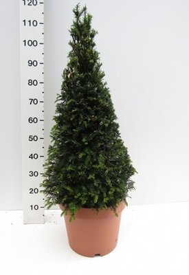 Taxus baccata (12L pot)