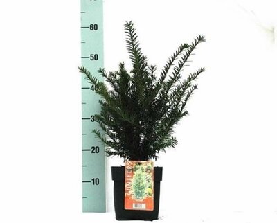 Taxus baccata (2L pot)