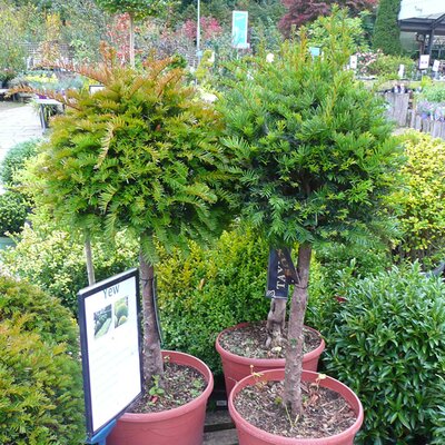 Taxus baccata - Standard (10L pot)