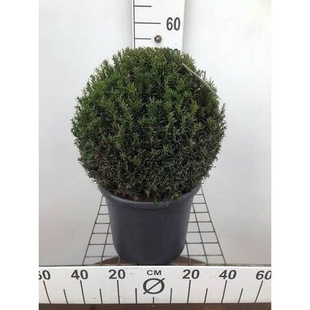 Taxus baccata ball (11L pot) - Image courtesy of Plantline