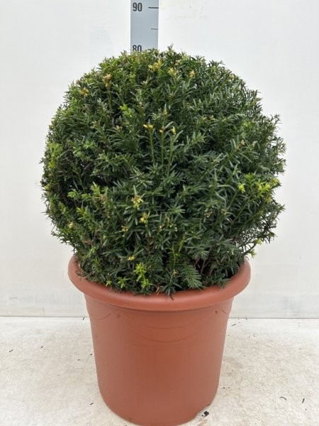  - Image courtesy of Impulse Plants