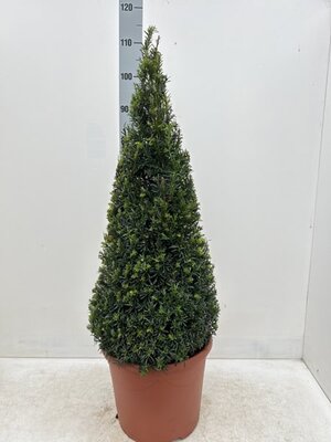 Taxus Baccata Cone (12L pot)