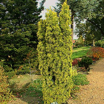 Taxus baccata 'Standishii' (3L pot)