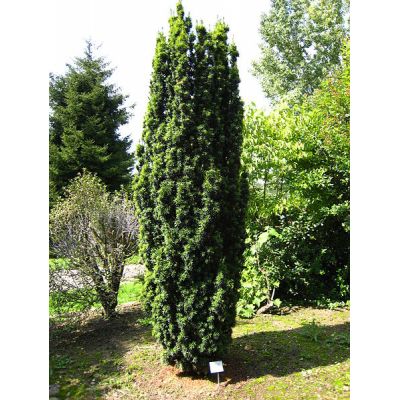 Taxus “Fastigiata” - Photo by Matthieu Sontag (GFDL)