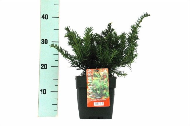 Taxus "Repandens"  - Image courtesy of Pannebakker