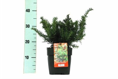 Taxus "Repandens"  - Image courtesy of Pannebakker