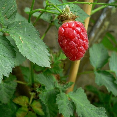 Tayberry - Photo by Jean-Luc Toilet (CC BY-SA 2.0)