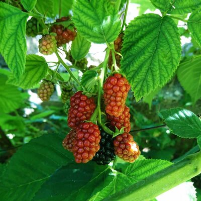 Tayberry (Bare Root) - Photo by fatma benli (CC0 1.0)