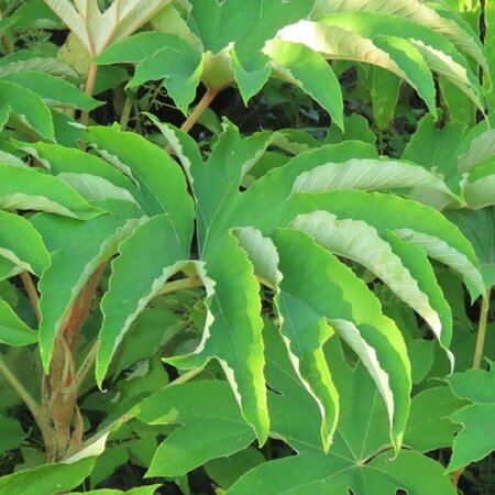 Tetrapanax papyrifer - Photo by chiuluan (CC BY-SA 4.0)