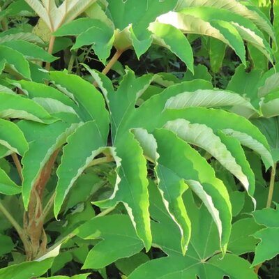 Tetrapanax papyrifer - Photo by chiuluan (CC BY-SA 4.0)