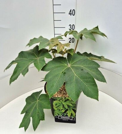 Tetrapanax papyrifer 'Rex' - Image courtesy of Pannebakker