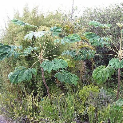 Tetrapanax Papyrifera - Photo by Forest & Kim Starr (CC BY-SA 3.0)
