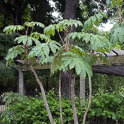Tetrapanax 'Rex' - Photo by Citron / CC BY-SA 3.0