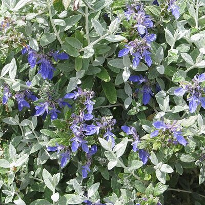 Teucrium fruticans - Photo by peganum (CC BY-SA 2.0)
