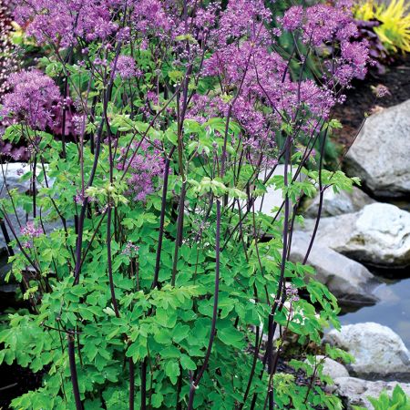 Thalictrum 'Black Stockings' (2L pot)