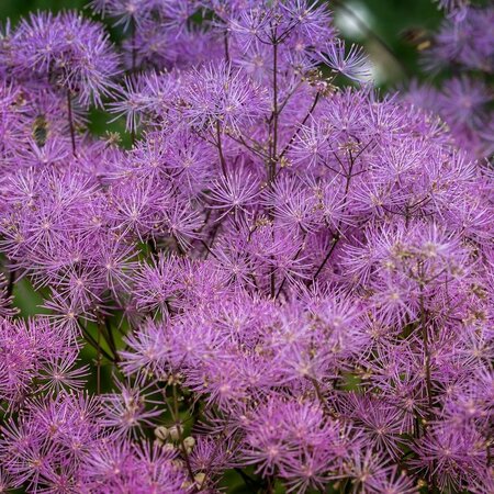 Thalictrum “Black Stockings” - Image by edmondlafoto from Pixabay 