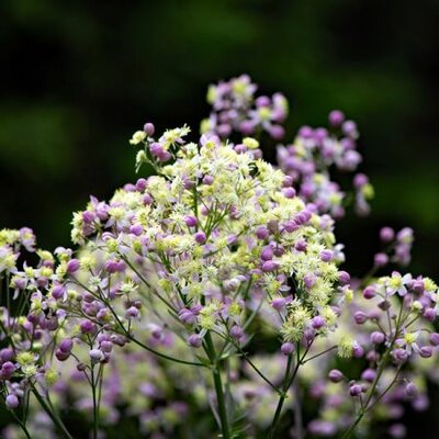 Thalictrum 'Elin' - Image by Sonja Kalee from Pixabay 