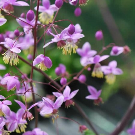 Thalictrum 'Splendide' (2L pot)