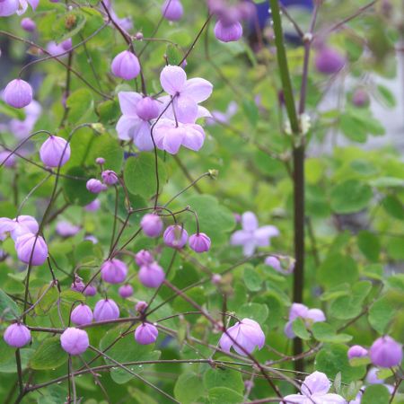 Thalictrum 'Splendide' (2L pot)