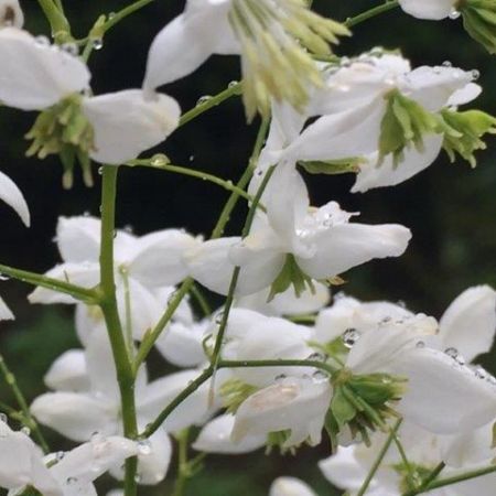Thalictrum 'Splendide White' (2L pot)
