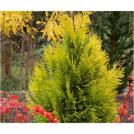 Thuja '4ever Goldy' (3L pot)