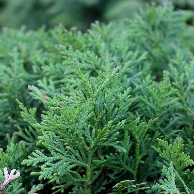 Thuja 'Danica' - Photo by Aleksandrs Balodis (CC BY-SA 4.0)