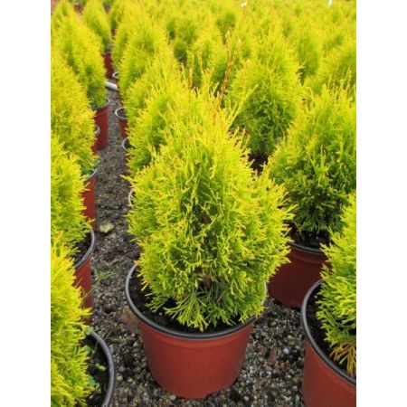 Thuja 'Golden Smaragd' (3L pot)