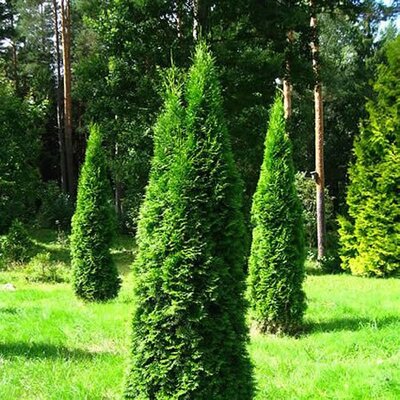 Thuja Golden Smaragd (10L pot)