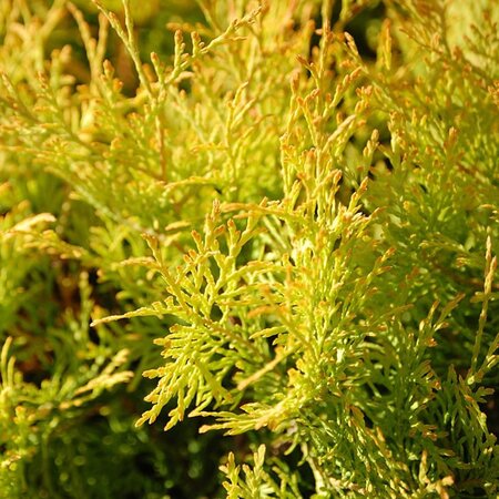 Thuja  'Golden Tiny Tim' - Image by Sue Porter from Pixabay 