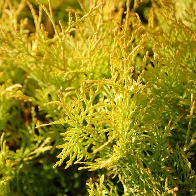Thuja  'Golden Tiny Tim' - Image by Sue Porter from Pixabay 