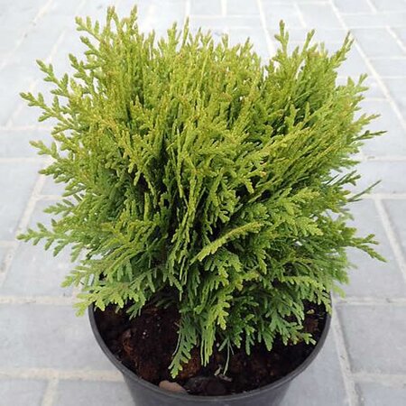 Thuja 'Mirjam' - Photo by Tournasol7 (CC BY-SA 3.0)